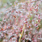 100 PURPLE LOVEGRASS Eragrostis Spectabilis Native Love Grass Flower Seeds