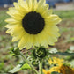 50 VANILLA ICE SUNFLOWER Two Tone Light Yellow Helianthus Annuus Flower Seeds