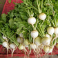 500 Hailstone WHITE GLOBE RADISH Raphanus Sativus Vegetable Seeds