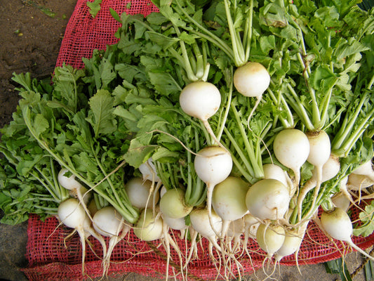 500 Hailstone WHITE GLOBE RADISH Raphanus Sativus Vegetable Seeds