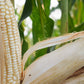 100 Country GENTLEMAN WHITE CORN Sweet Heirloom Zea Mays Vegetable Seeds