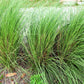 100 PURPLE LOVEGRASS Eragrostis Spectabilis Native Love Grass Flower Seeds