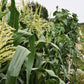 150 Red STRAWBERRY POPCORN CORN Zea Mays Vegetable Seeds