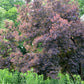 30 PURPLE SMOKE TREE Shrub Smokebush Cotinus Coggygria Rhus Cotinus Sumach Seeds