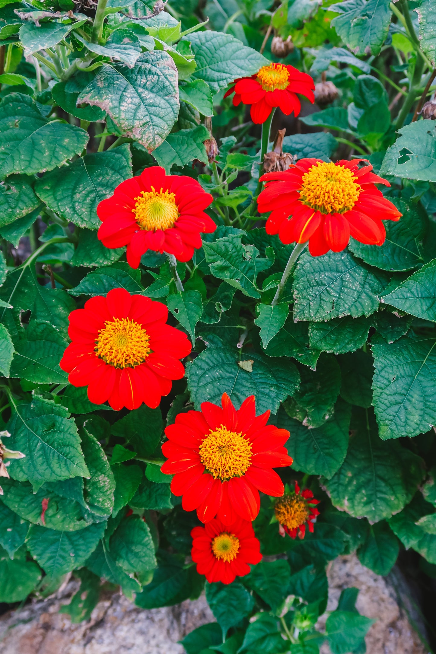 50 RED MEXICAN Torch SUNFLOWER Tithonia Rotundifolia Red Orange Flower Seeds