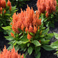 150 Mixed PAMPAS PLUMES COCKSCOMB Celosia Plumosa Flower Seeds