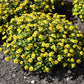 150 YELLOW CREEPING ZINNIA Sanvitalia Procumbens Seeds