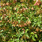 25 SIBERIAN MAPLE TREE Acer Ginnala Seeds - Red Fall Foliage
