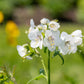 50 WHITE Polemonium Caeruleum JACOB'S LADDER Flower Seeds
