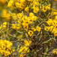 50 Yellow FEATHERY Silver CASSIA Green Senna Artemisioides Seeds