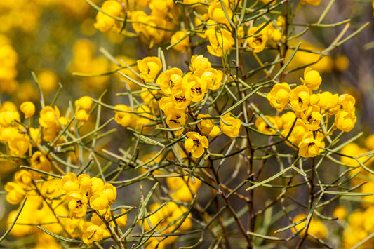 50 Yellow FEATHERY Silver CASSIA Green Senna Artemisioides Seeds