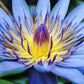 10 BLUE WATER LILY / Lily Pad / Asian Water Lotus / Sacred Egyptian Lotus Nymphaea Caerulea Flower Seeds