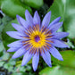 10 BLUE WATER LILY / Lily Pad / Asian Water Lotus / Sacred Egyptian Lotus Nymphaea Caerulea Flower Seeds