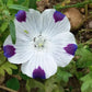 750 FIVE SPOT Nemophila Maculata White & Purple Flower Seeds