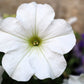 25 WHITE PETUNIA Grandiflora Flower Seeds