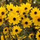100 SWAMP SUNFLOWER (Narrowleaf Sunflower) Helianthus Angustifolius Flower Seeds