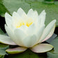 10 WHITE WATER LILY / Lily Pad / Sacred Asian Water Lotus Nymphaea Ampla Flower Seeds