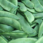 15 CHRISTMAS LIMA BEAN Calico Chestnut Phaseolus Lunatus Legume Vegetable Seeds