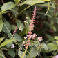 100 CANADIAN GERMANDER American Wood Sage Teucrium Canadense Herb Flower Seeds