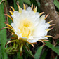 20 WHITE DRAGON FRUIT (Pitaya / Pitahaya / Strawberry Pear) Hylocereus Undatus Cactus Seeds