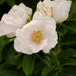 10 WHITE JAPANESE ROSE Rosa Rugosa Alba Bush Rugosa Rose Flower Seeds