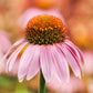 50 PINK BABY CONEFLOWER Echinacea Pallida Flower Seeds