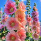 25 PEACH HOLLYHOCK Alcea Rosea Flower Seeds Perennial