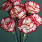 50 Avranchin RED & WHITE CARNATION Dianthus Caryophyllus Chabaud Flower Seeds