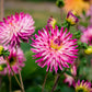 25 CACTUS DOUBLE DAHLIA Mix Variabilis Mixed Colors Hummingbird Flower Seeds