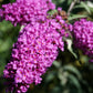 50 VIOLET BUTTERFLY BUSH Buddleja Davidii Purple Flower Seeds