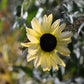 50 VANILLA ICE SUNFLOWER Two Tone Light Yellow Helianthus Annuus Flower Seeds