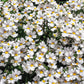50 WHITE KNIGHT NEMESIA Strumosa Flower Seeds