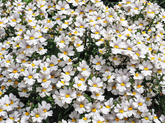 50 WHITE KNIGHT NEMESIA Strumosa Flower Seeds