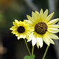 50 VANILLA ICE SUNFLOWER Two Tone Light Yellow Helianthus Annuus Flower Seeds