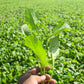 1000 YELLOW MUSTARD Brassica Juncea Vegetable Herb Seeds
