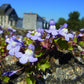 100 KENILWORTH IVY (Ivy-Leaved Toadflax) Cymbalaria Muralis Vine Flower Seeds