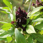 250 SIAM QUEEN Thai BASIL Ocimum Thyrsiflora Herb Flower Seeds
