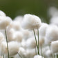 25 TAWNY COTTONGRASS Flower Seeds Eriophorum Virginicum Hare's Tail Cotton Grass Seeds