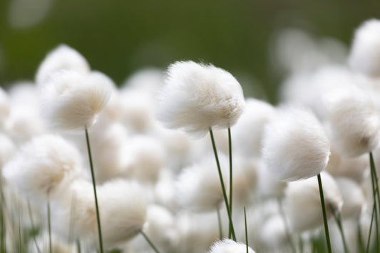 25 TAWNY COTTONGRASS Flower Seeds Eriophorum Virginicum Hare's Tail Cotton Grass Seeds