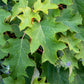 40 White OAK LEAF HYDRANGEA Quercifolia Shrub Flower Seeds