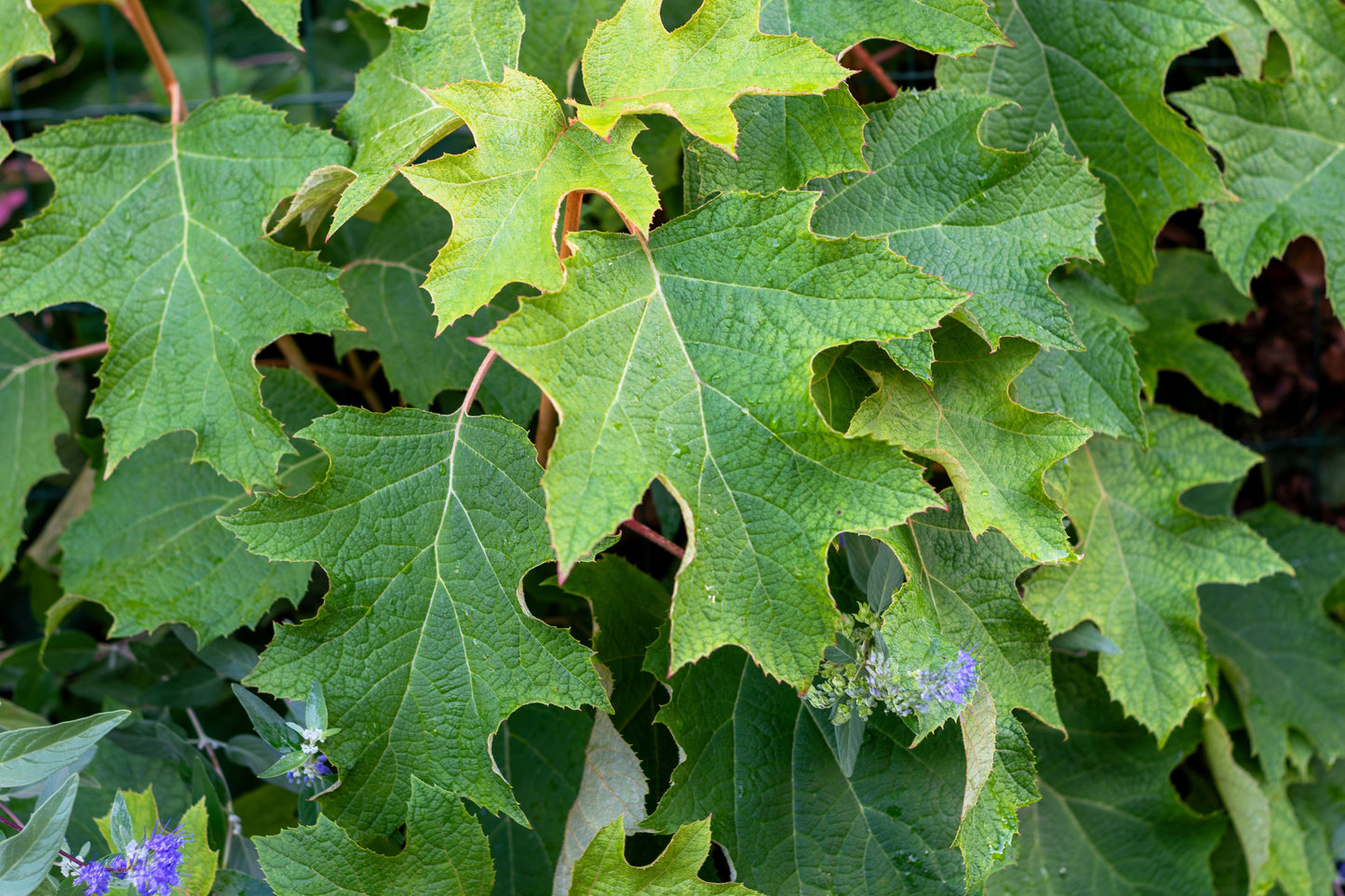 40 White OAK LEAF HYDRANGEA Quercifolia Shrub Flower Seeds
