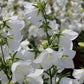 500 White PEACH LEAVED BELLFLOWER Campanula Persicifolia Flower Seeds