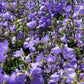 500 TELHAM BEAUTY BELLFLOWER Blue Peach Leaved Campanula Persicifolia Flower Seeds