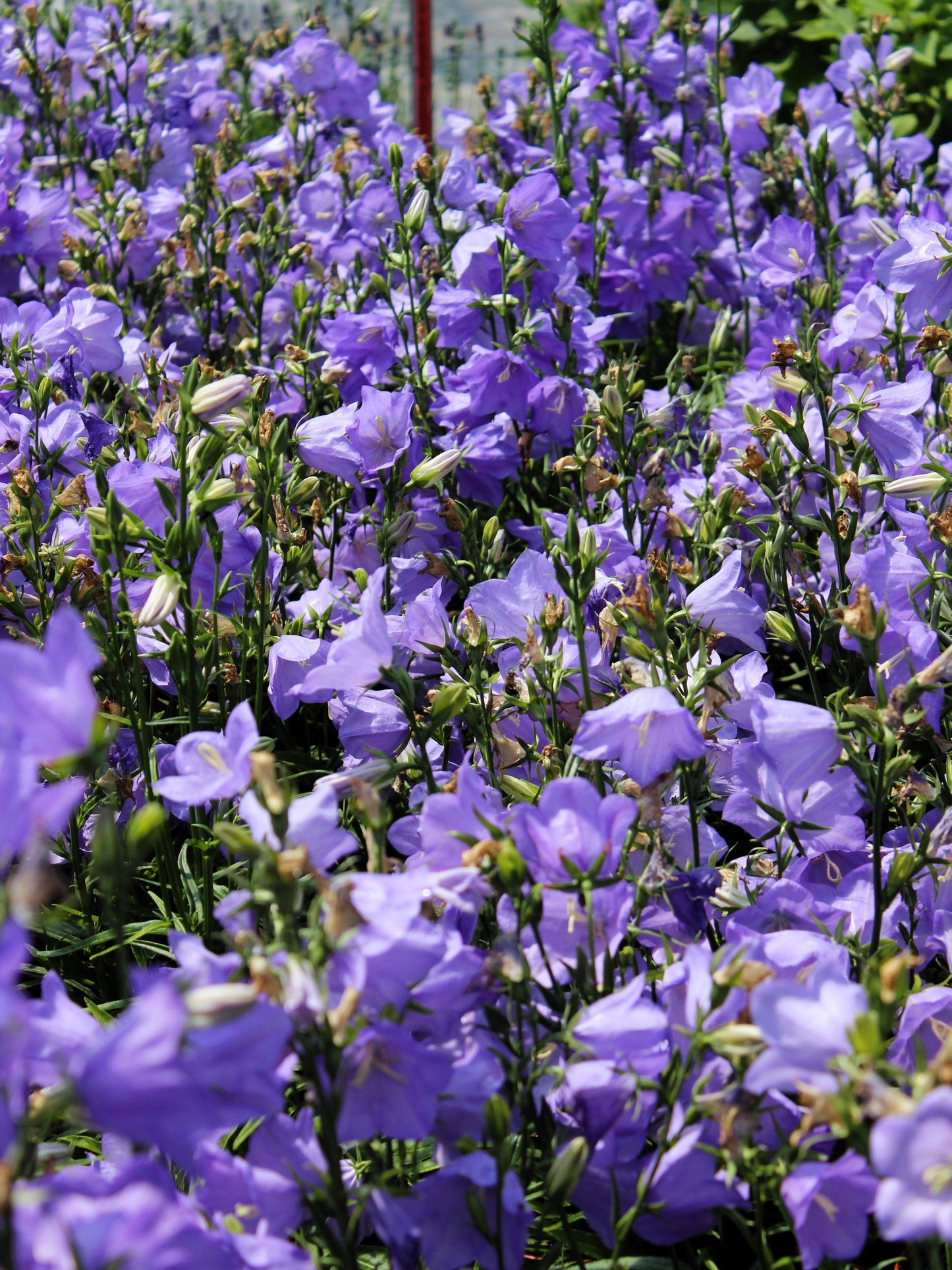 500 TELHAM BEAUTY BELLFLOWER Blue Peach Leaved Campanula Persicifolia Flower Seeds