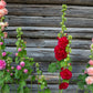 50 Dwarf Double HOLLYHOCK MAJORETTE MIX Alcea Rosea Red Pink White Maroon Yellow Mixed Color Flower Seeds