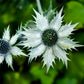10 Giant SILVER SEA HOLLY Eryngium Giganteum Miss Willmott's Ghost Flower Seeds