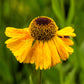 2000 AUTUMN SNEEZEWEED (Dogtooth Daisy / Helens Flower / Bittersweet) Helenium Autumnale Flower Seeds