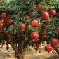 25 POMEGRANATE TREE Punica Granatum Red Fruit Seeds