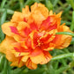 100 Orange PORTULACA MOSS ROSE Portulaca Grandiflora Succulent Flower Seeds