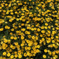 50 YELLOW DOUBLE STRAWFLOWER  Xerochrysum Bracteatum Helichrysum Flower Seeds